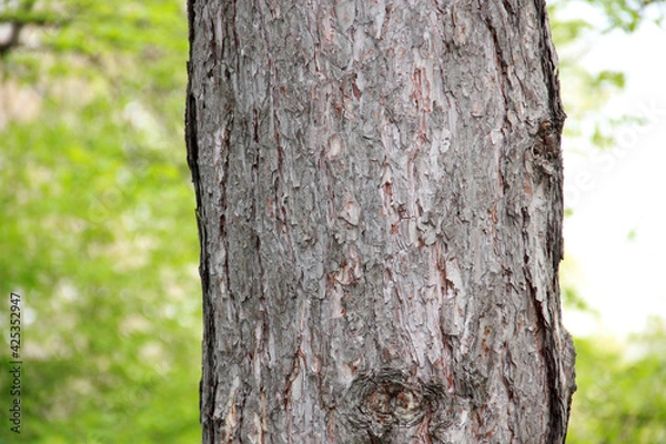 Fototapeta coniferous bark on a tree trunk