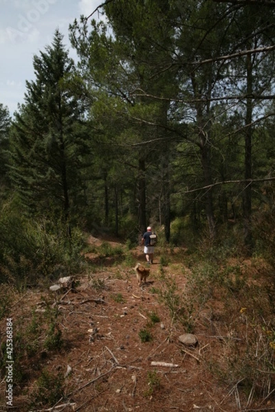 Fototapeta Forest hiking