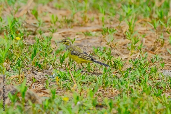 Obraz Yellow Wagtail