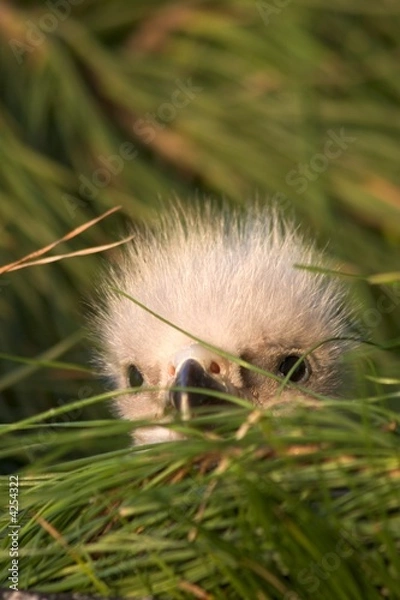 Obraz Bald Eagle Chick