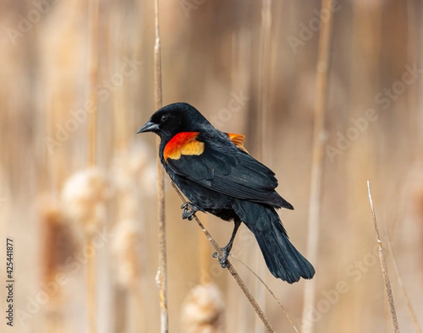 Obraz Red winged blackbird perched on cattail