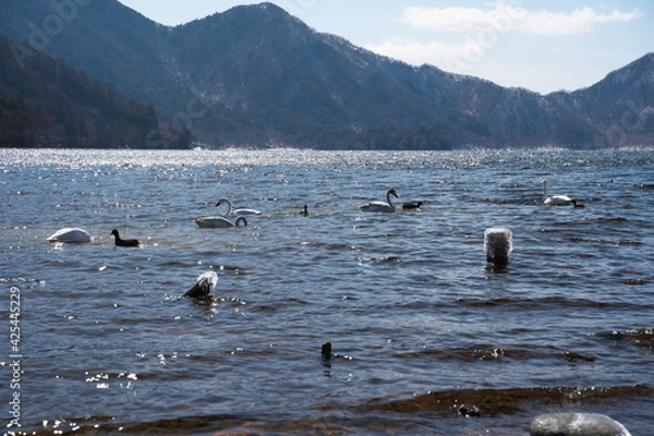 Fototapeta 春先の白鳥と湖