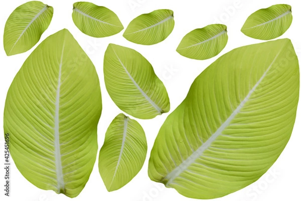 Fototapeta green leaf isolated on white background