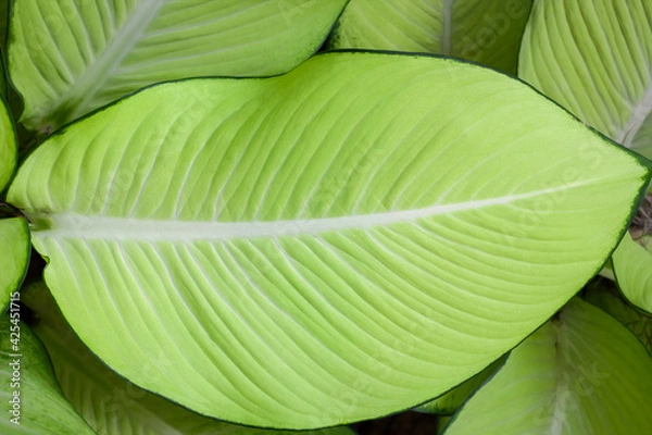 Fototapeta green leaf background