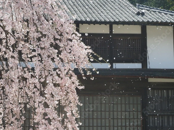 Obraz 美しい桜吹雪　信州　舞台桜