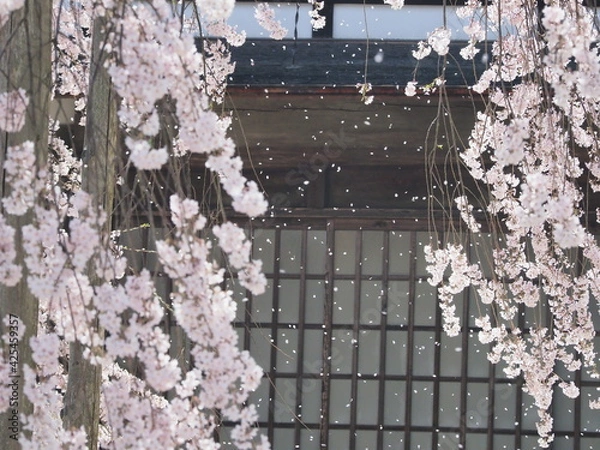 Obraz 美しい桜吹雪　信州　舞台桜