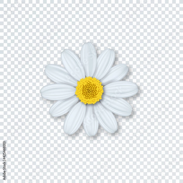 Obraz Flower chamomile  with shadow