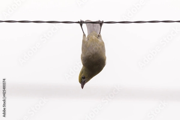 Obraz bird hanging upside down