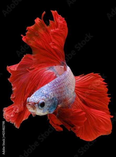 Fototapeta Beautiful movement of red Betta fish, Siamese fighting fish, Betta splendens of Thailand, isolated on black background.