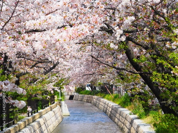 Obraz 桜が満開の玉串川