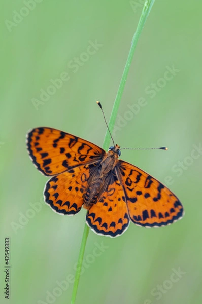 Obraz Melitaea didyma