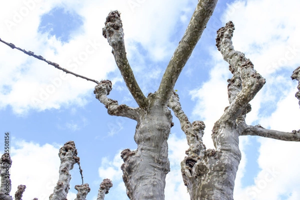 Fototapeta Trees without leaves and the sky