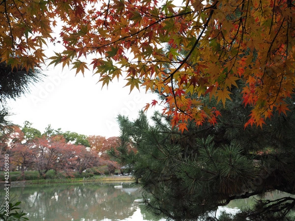 Obraz 秋の日に染まる紅葉