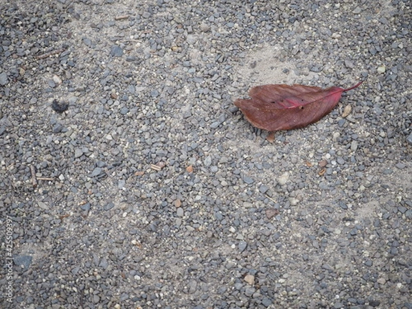 Obraz アスファルトに落ちた紅葉