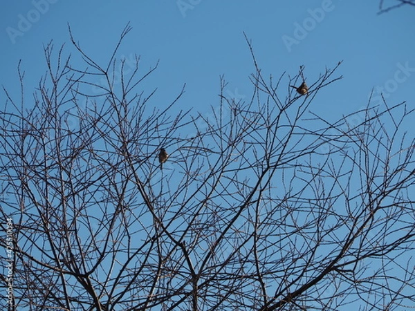 Obraz 冬の日の木々と鳥