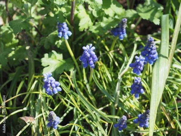 Obraz 小さな紫の花