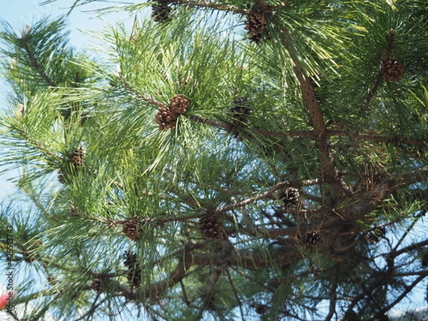 Obraz 春先の松ぼっくり