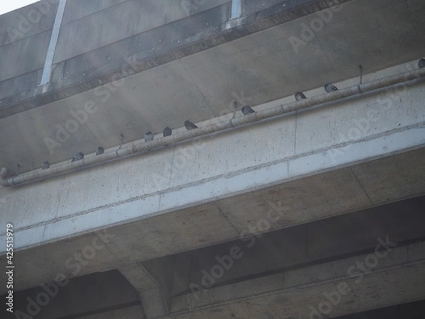 Obraz 鳩が休憩する橋げた