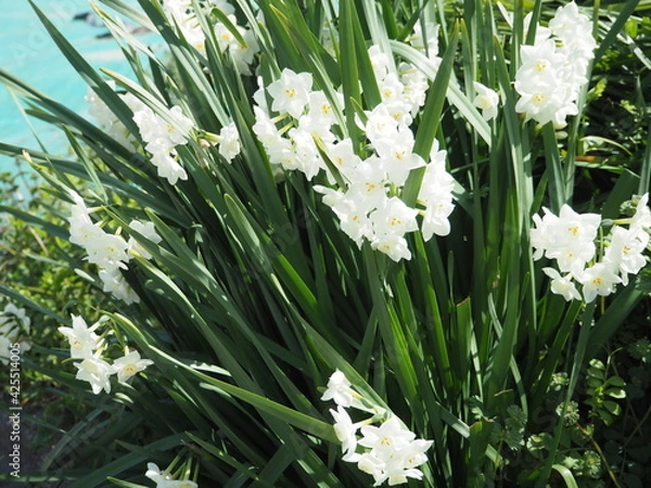 Obraz 名も知れぬ白い花