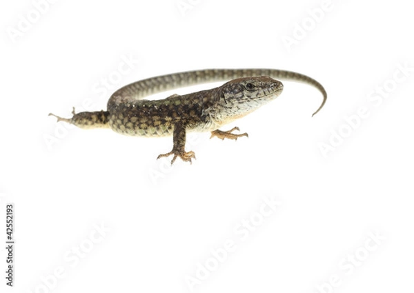 Fototapeta common lizard