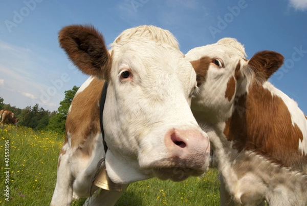 Obraz Flüsternde Kühe