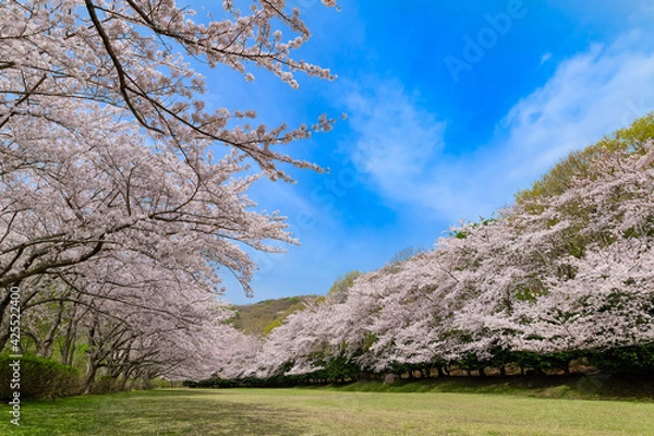 Obraz 満開の桜並木(東伊豆クロスカントリーコース)