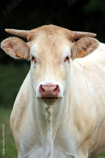 Obraz vache