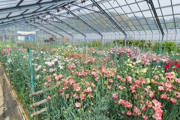 Obraz ビニールハウスのカーネーション畑