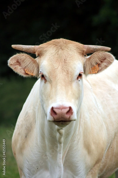 Obraz vache