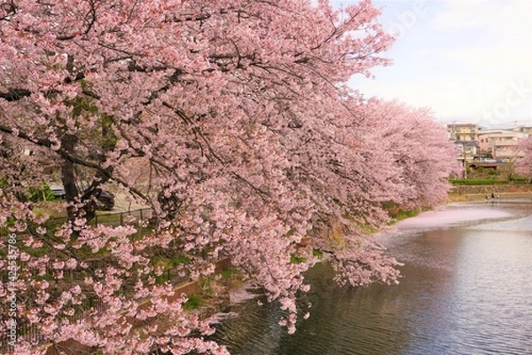 Obraz 池と桜並木