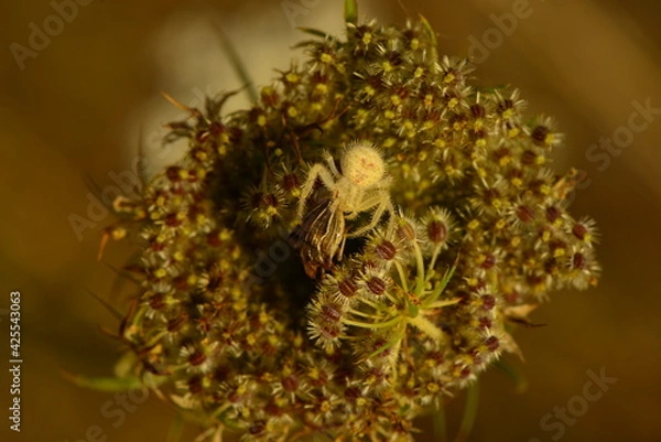 Obraz macro shot ınsects ın nature
