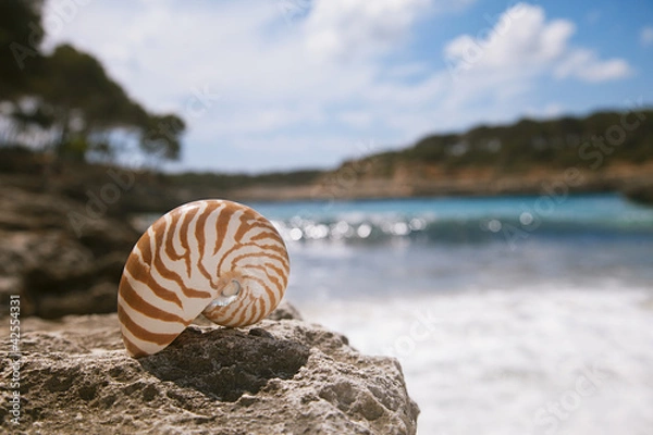 Obraz nautilus seashell  beach  and Mediterranean sea
