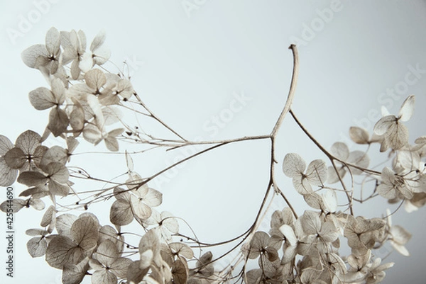 Fototapeta Dry hydrangea branch on plain background