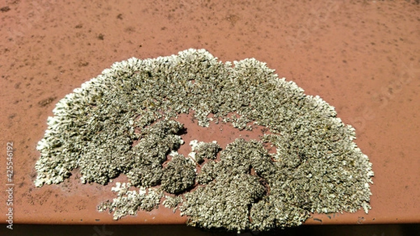 Obraz stone lichen