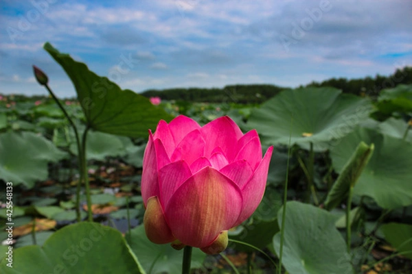 Fototapeta Pink lotus flower on green background in the park	