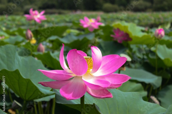 Fototapeta Pink lotus flower on green background in the park	