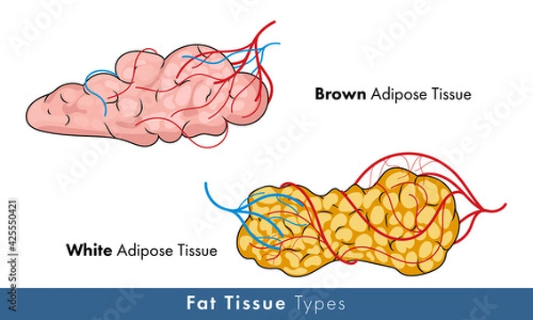 Fototapeta illustration of white and brown adipose tissue with blood vessels and nerves. 