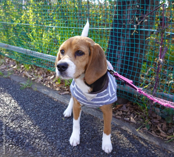 Fototapeta ビーグル子犬のお散歩