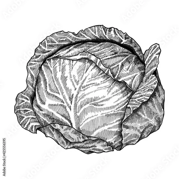 Obraz Cabbage head isolated on a white background. Нand drawn vector illustration.