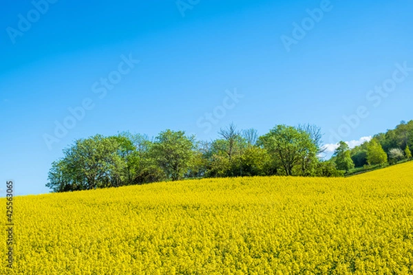 Obraz Tree grove on a hill in a yellow rapeseed field