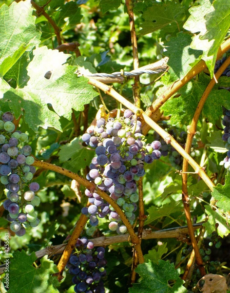 Fototapeta grapes 5