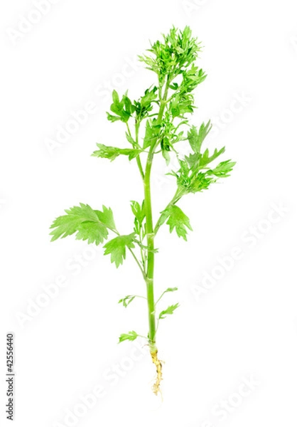 Fototapeta anise ordinary  with root isolated on white