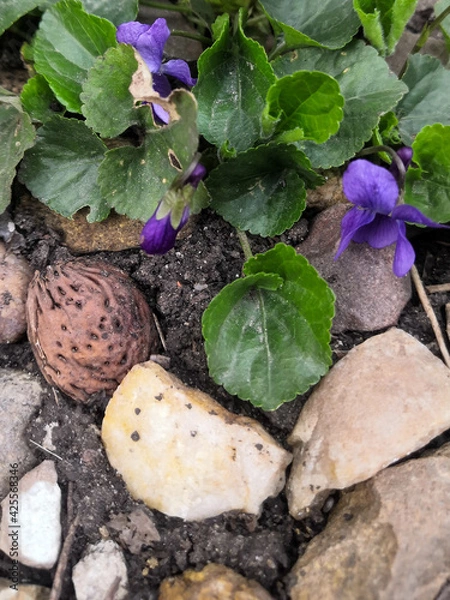 Obraz vegetables on the ground