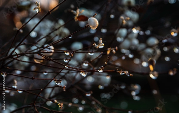 Fototapeta rain drops on the leaf