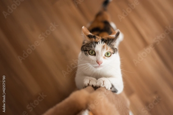 Fototapeta Cat sharpens its claws on scratching post