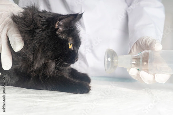 Fototapeta Treating a cat for asthma with an inhaler.