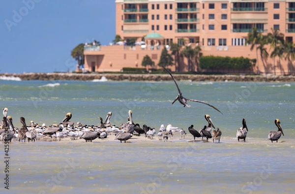 Fototapeta Pelican and Royal Tern Colony Off the Shores of Marco Island, Florida, USA