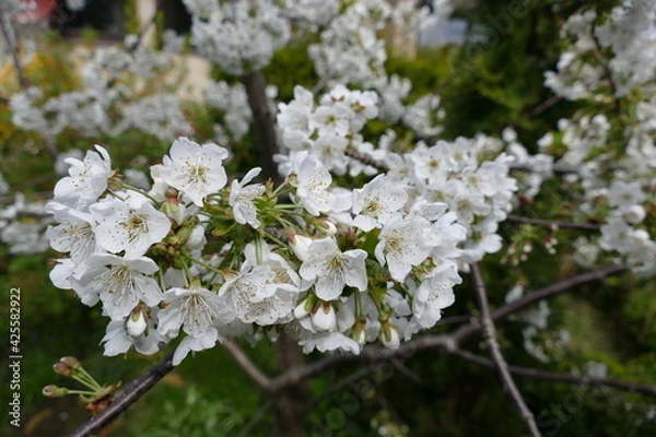 Fototapeta Kirschblüten
