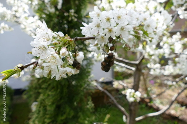 Fototapeta Kirschblüten