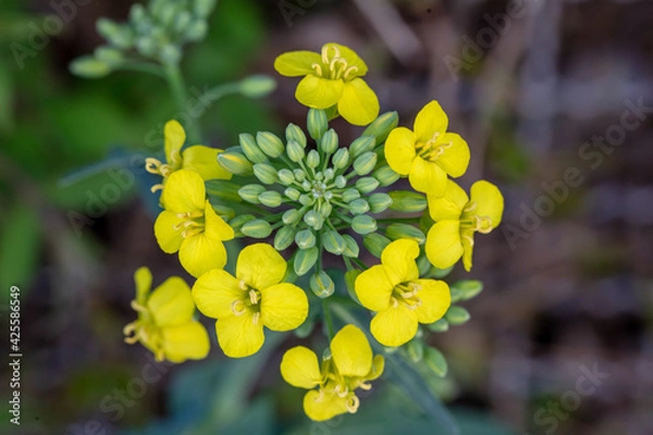 Obraz field mustard closeup